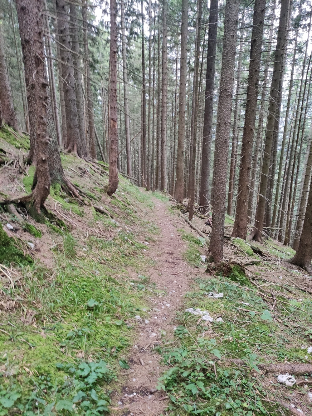 Brandner Hütte -> Brunnensteinkopf: Schöner alter Steig