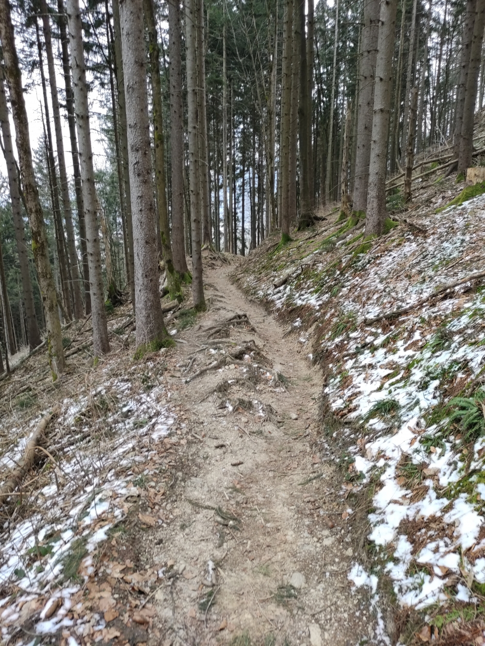 Berggasthof Staffn-Alm -> Strehtrumpf: Auf alten Pfaden durch den Wald