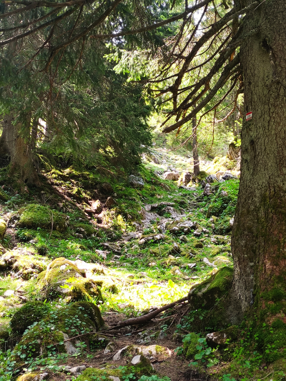 Laubensteingatterl -> Grozach Bergwachthütte: Der einsame, verblockte Weg zur Aberg Alm