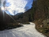 Im unteren Abschnitt breite Forststraße,#