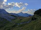 Pferde im <a href=/freizeit/bichlbaecher-joch-bichlbaechler-joechle-40120/>Bichlbächer Joch,</a> im Hintergrund der Thaneller über Berwang (Foto gespeichert zu <a href=/freizeit/bichlbaecher-joch-bichlbaechler-joechle-40120/>Bichlbächer Joch</a>),#
