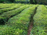 Die einzige und älteste Teeplantage Europas (Foto gespeichert zu Ziel Cha Gorreana Teefelder),#