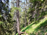 Abstecher zum Richtstrichkopf (Foto gespeichert zu <a href=/wanderweg/hochbrunstkopf-richtstrichkopf-6360/>Weg</a>),#