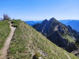 Feigenkopf,#