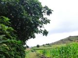 Über den Feldweg zurück,#