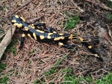 Feuersalamander,#