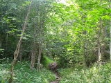 Unten noch steinig,#