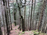 Aufstieg zum Hirschgröhrkopf (Foto gespeichert zu <a href=/wanderweg/p_1173-hirschgroehrkopf-12965/>Weg</a>),#
