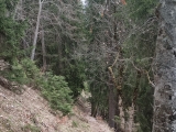 Abstieg zur Mordaualm,#
