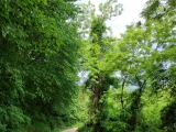Breite Schotterstraße nach Momjan,#