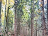 Teilweise sehr schmaler alter Pfad zur Umrundung des Leonhardstein (Foto gespeichert zu <a href=/wanderweg/leonhardstein-wanderparkplatz-kreuth-12182/>Weg</a>),#