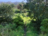 Aufstieg vom Miradouro zur höher gelegenen  <a href=/freizeit/levada-do-techo-153441/>Levada do Techo</a>  ,#
