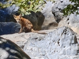 Fuchs,#