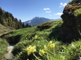 Blick auf den <a href=/gipfel/gruenten-128/>Grünten</a>,#