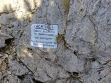 Leiter in das Mittagsloch,#