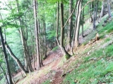 Zwischen Schachenalm und <b>Schreck Alm</b>  (Foto gespeichert zu <a href=/wanderweg/schreck-alm-parkplatz-grattenbach-19724/>Weg</a>),#