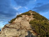 Durch die Latschen - Blick nach oben ,#