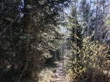 Aufstieg im Wald,#