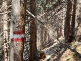 Durch den Bergwald,#