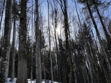 Aufstieg durch den Wald,#Foto: JuttaS