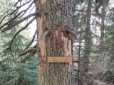 Der Baum markiert den Stallauer Kopf