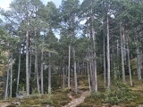 Beginn des Westgrat-Steiges am Ende der Forststraße ,#