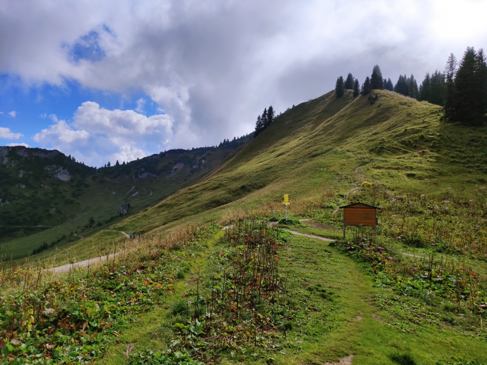 Links der breite weg zur Höfener Alm (tief) und der Weg über den Sattel beim Albengipfel zur Bergstation, rechts der Pfad auf den Hahnenkamm,Foto: 