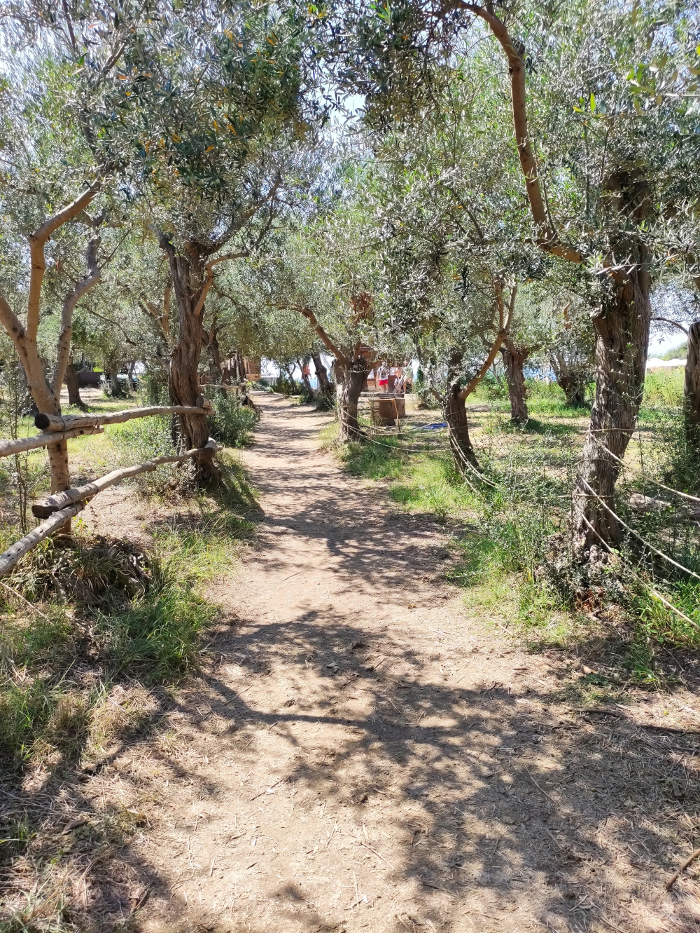 Wanderung Bagni Regina Giovanna: Durch den Olivenhain
