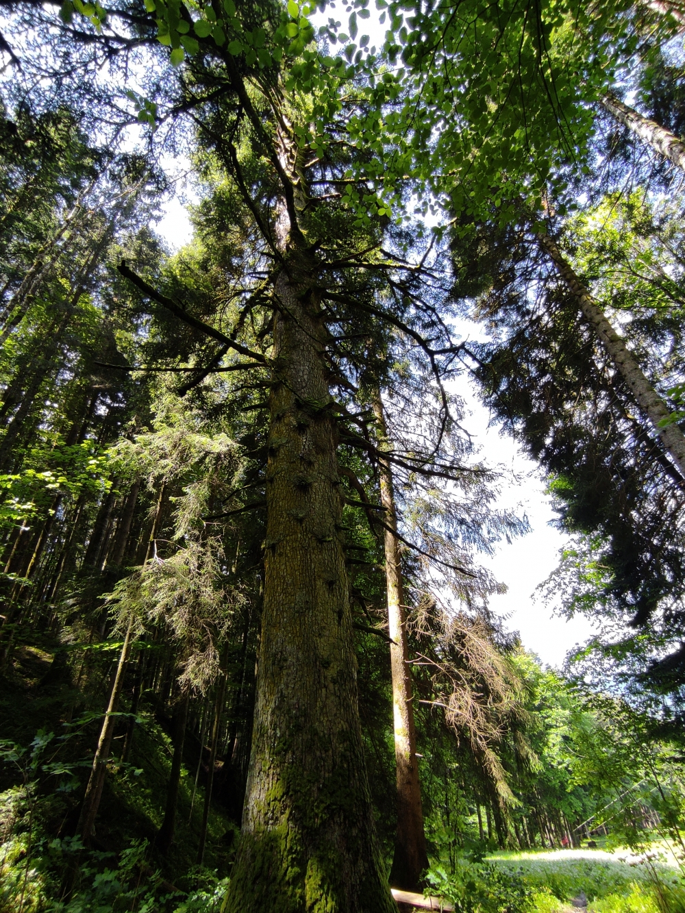 Bauernrast: Die alte Tanne