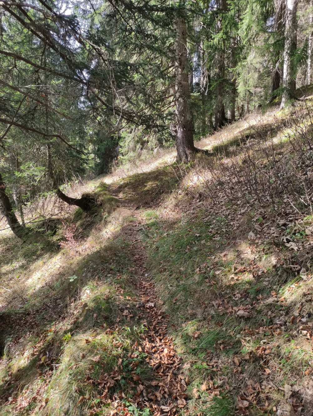 Wanderung Bergelskopf: Schöner alter Höhenweg
