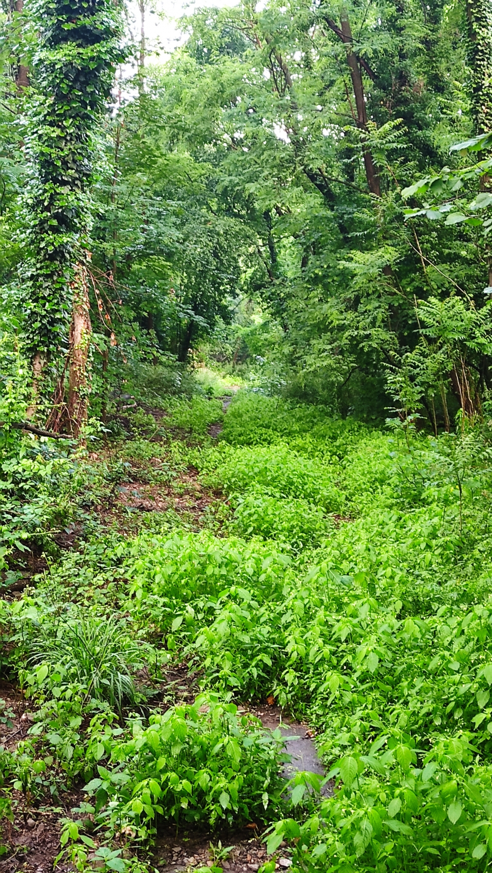 Wanderung Castello di Buccione: Wanderung Castello di Buccione: Ein alte, überwucherte Teerstraße führt vom Strand zum oberen Parkplatz 