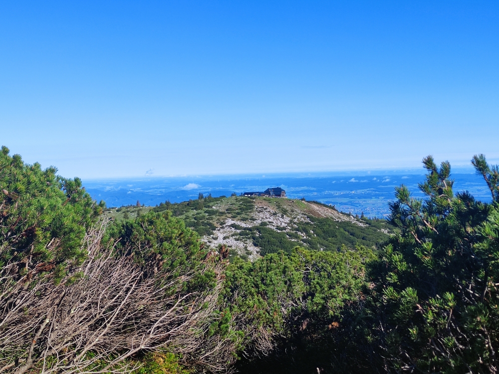 Wanderung Hochleckenhaus zur Christophorushütte: Blick zum Hochleckenhaus aus dem schwer zu findenden Jagaköpfl-Aufstieg durch die Latschen