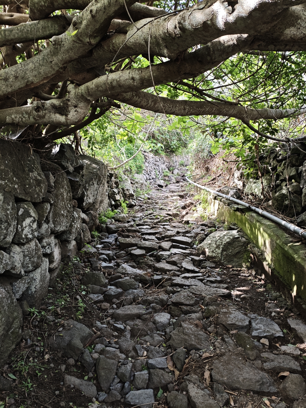 Los Silos -> Cuevas Negras: Ein alter, gepflasterter Weg