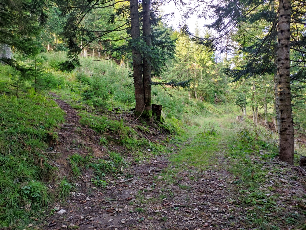 Längenberg -> Probstenwand: Im Aufstieg hier links auf den Steig
