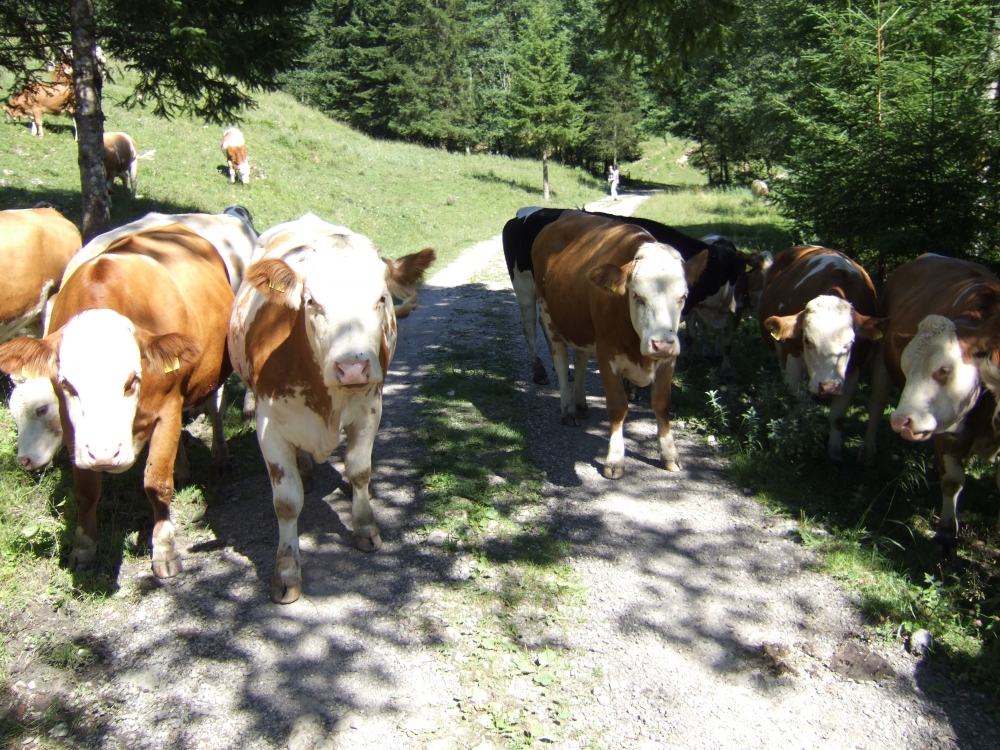 Wanderung Hochsalwand: Manchmal muss man sich den Weg teilen