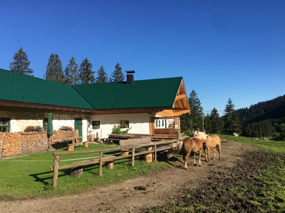 Wanderung Hochsalwand: Wanderung Hochsalwand: Die Hillstoana Alm (Gschwendtner Alm) (Hillsteineralm)