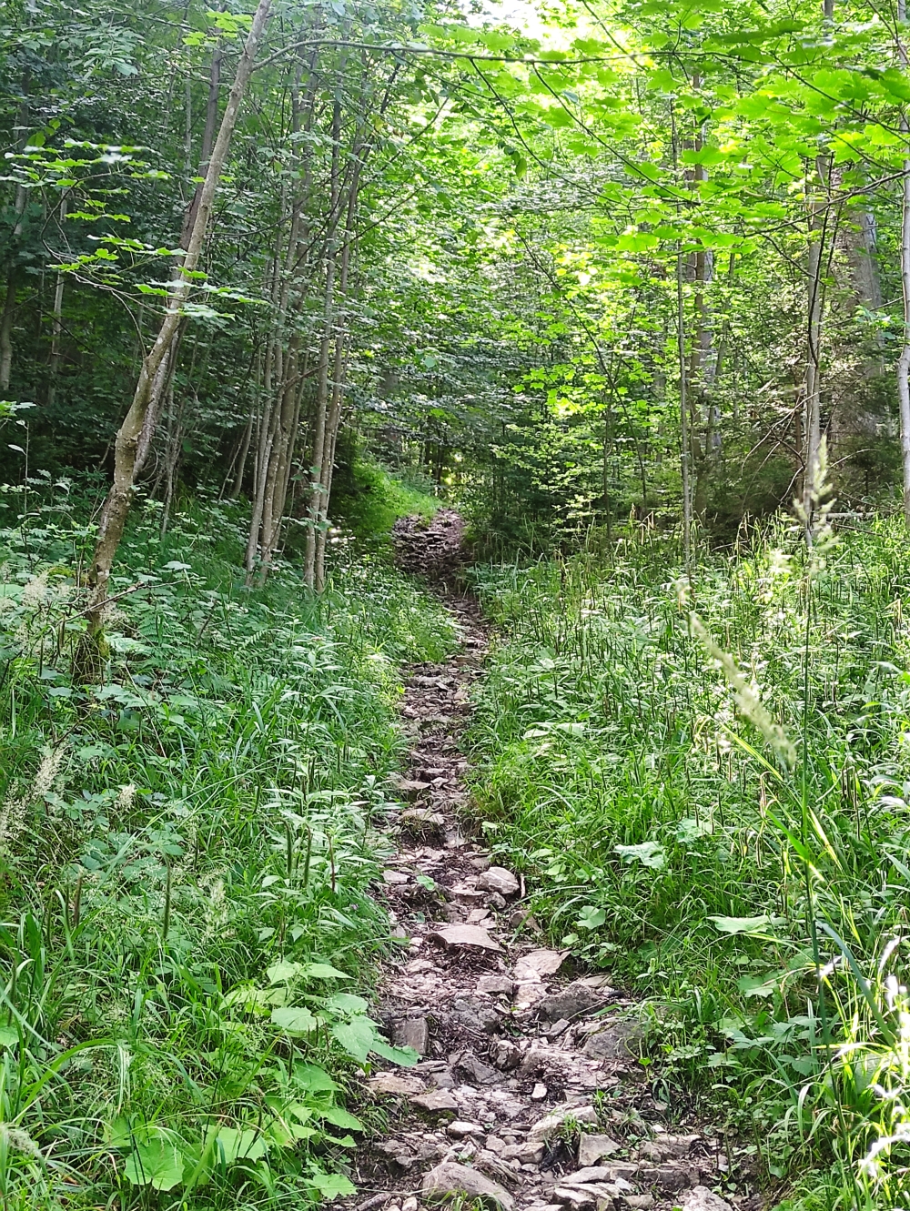 Wanderung Hinteres Hörnle: Unten noch steinig
