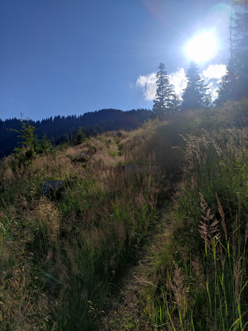 Wanderung Hinteres Hörnle: Oben ein Graspfad