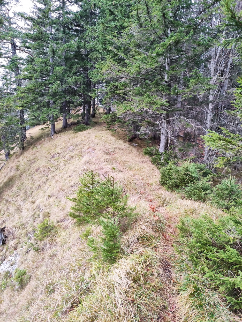 Wanderung Hirschgröhrkopf: Kammweg