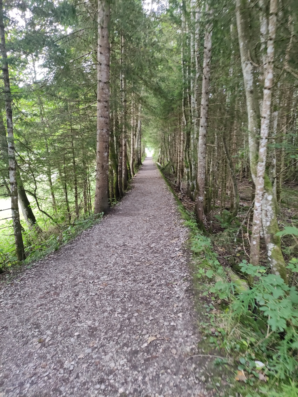 Wanderung Schrecksee vom Vilsalpsee: Wanderweg neben der Mautstraße