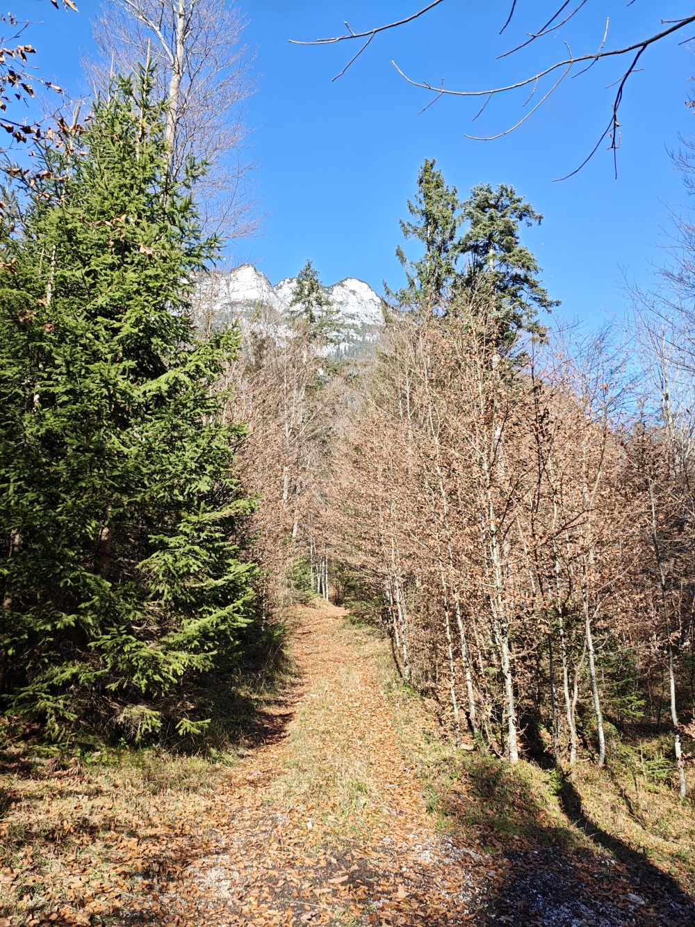 Wanderung Köglhörndl: Durch den südseitigen Bergwald