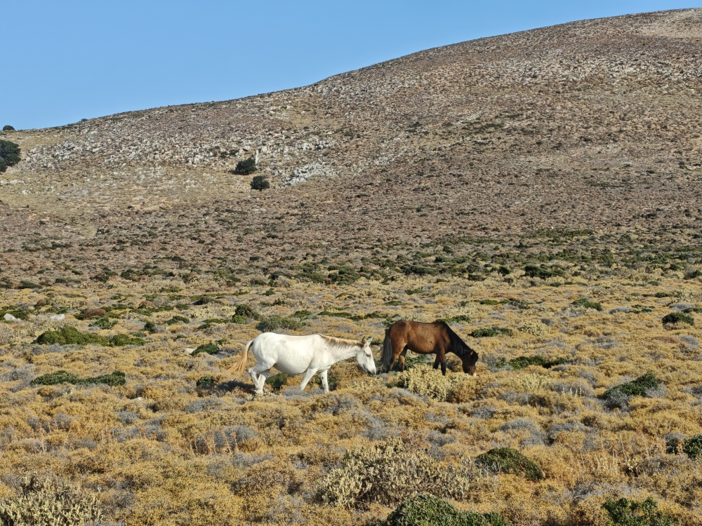Wanderung Lithari Lighthouse: Skyros-Ponys