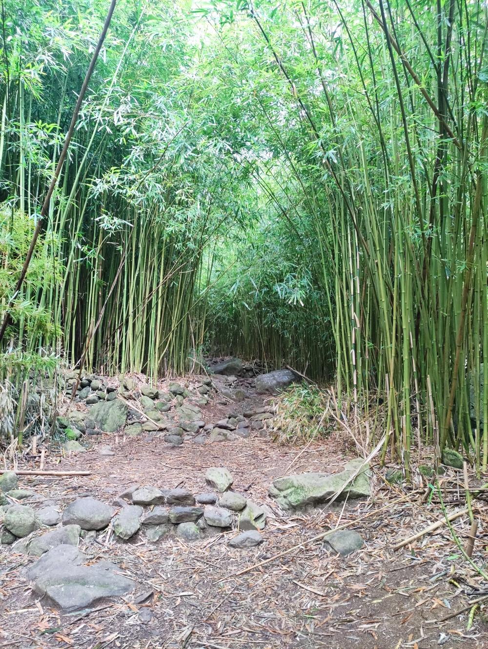 Parkplatz Kahekili Highway -> Makamakaole Falls: Durch den Bamboo Forest
