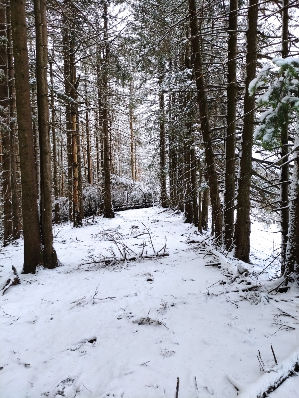 Rechelkopf -> Mitterberg: Kammweg am Waldrand