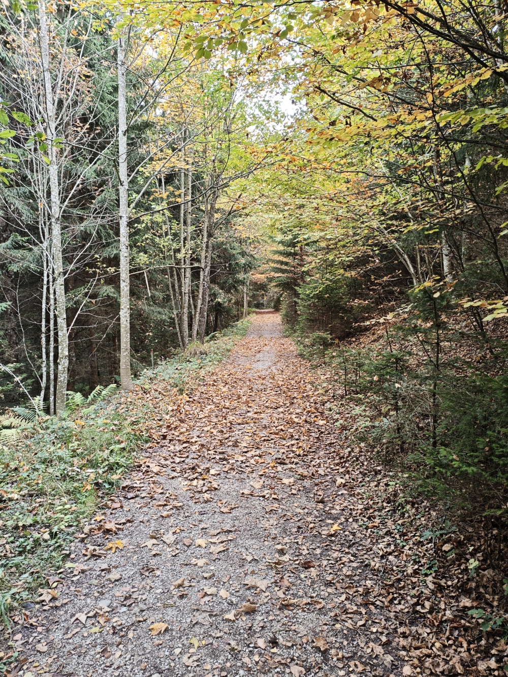 Wanderung Möslalmkreuz: Forststraße