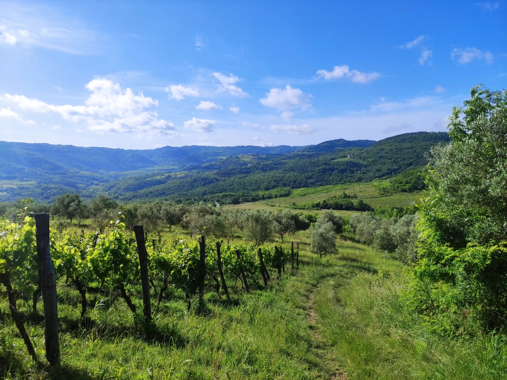 Wanderung Motovun und Parenzana Tunnel: Zum östlichen Tunnelportal