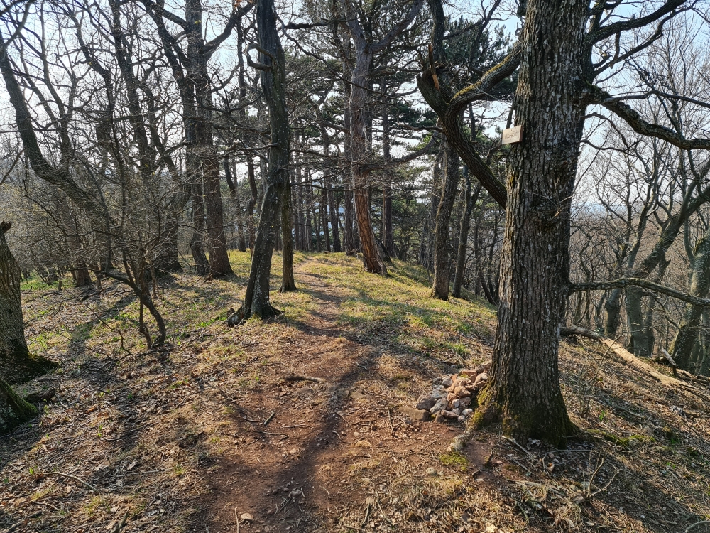 Mugl-Höhe -> Zum Salzstanglwirt auf der Kugelwiese: Mugl Höhe