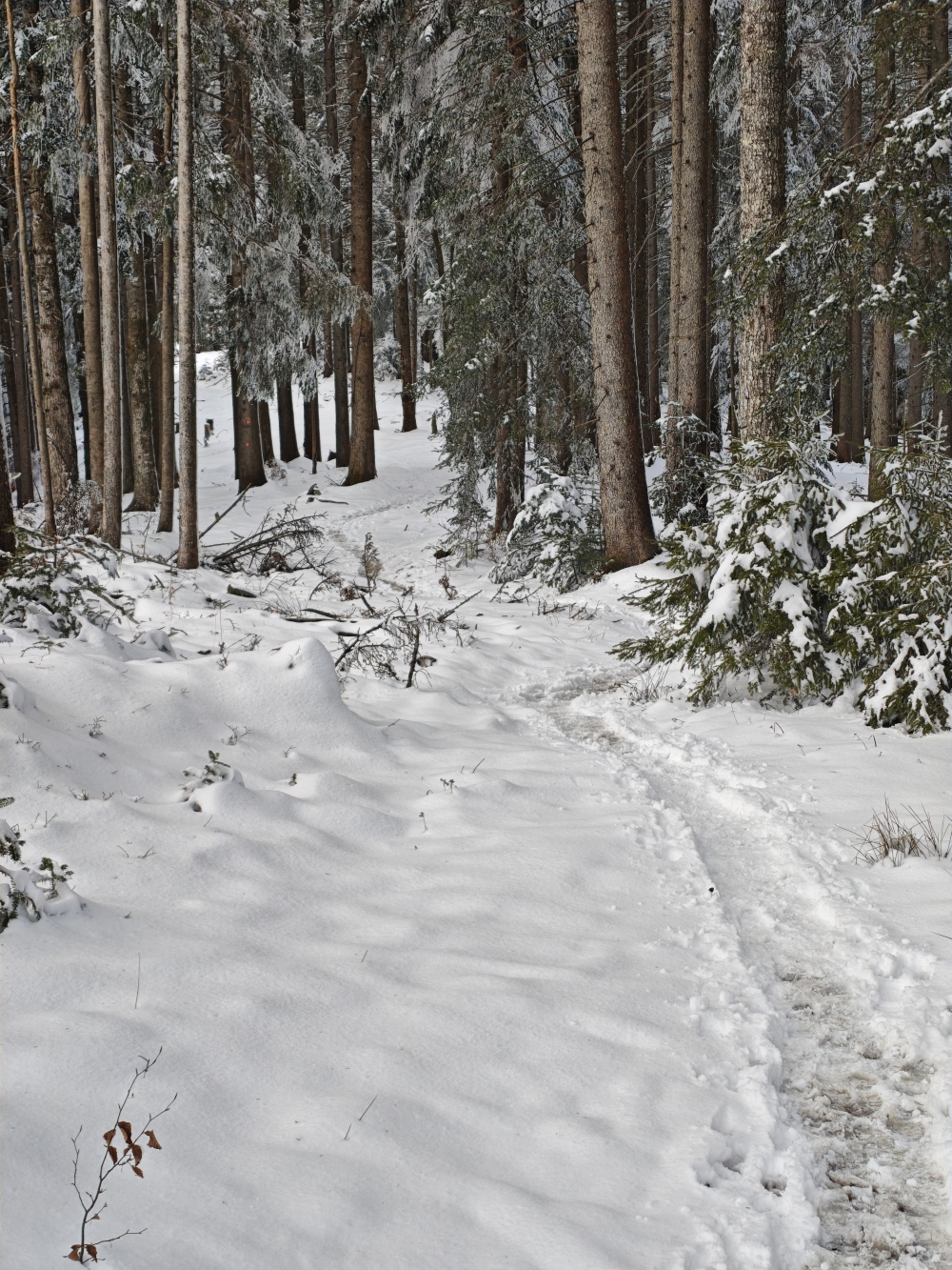 Wanderung Nesselscheibe: Flachpassage