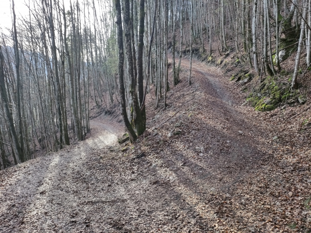 Wanderung Pletzachkogel: Forststraße aber in schön