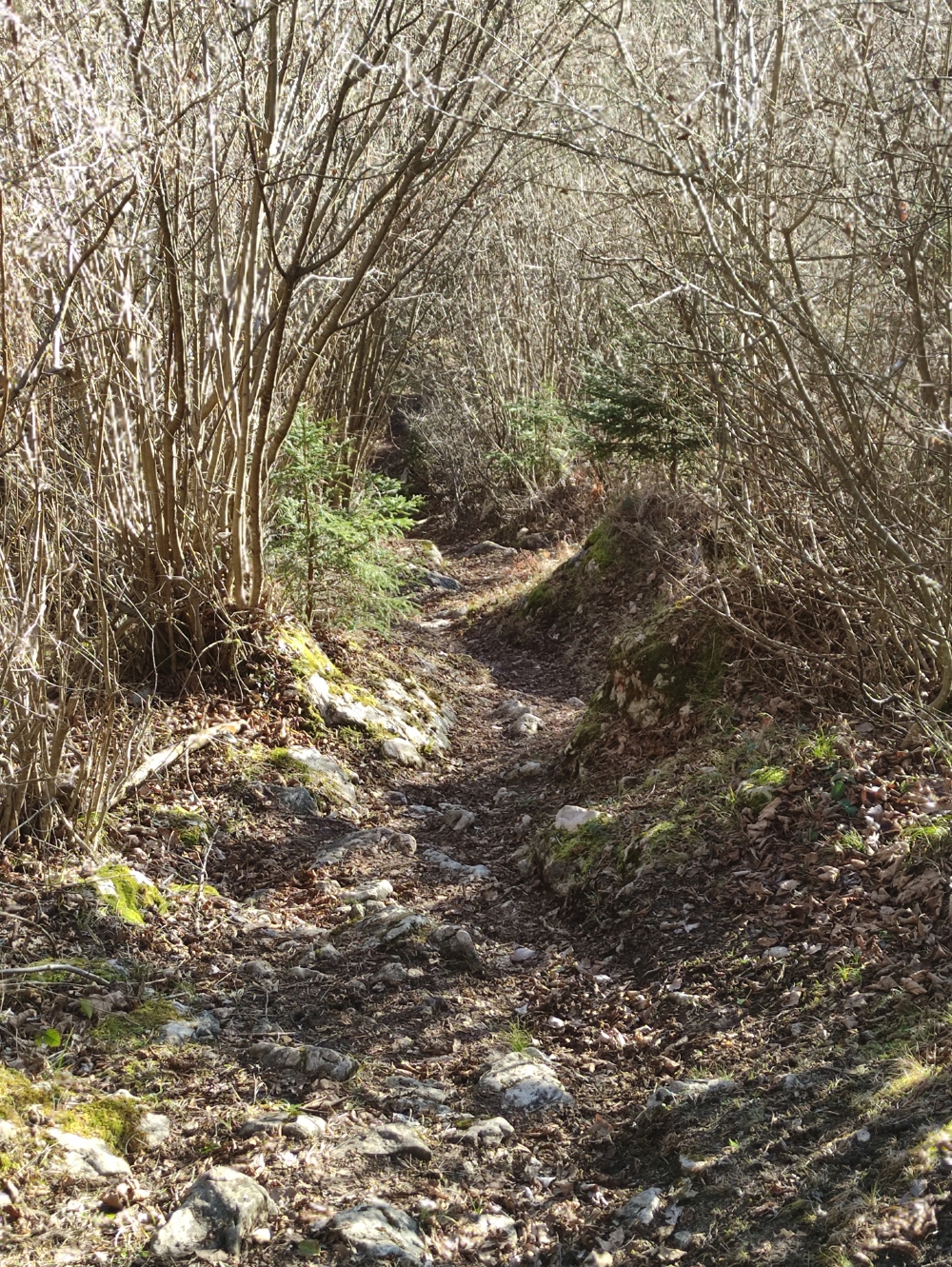 Wanderung Pletzachkogel: Weg
